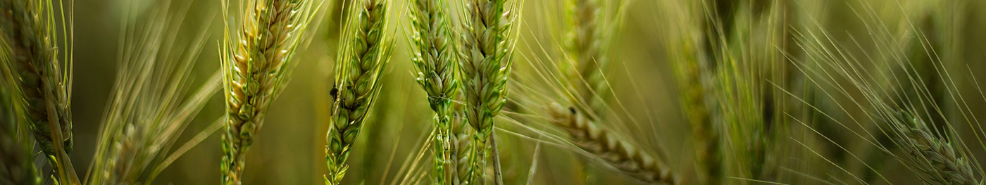 Subscription Background