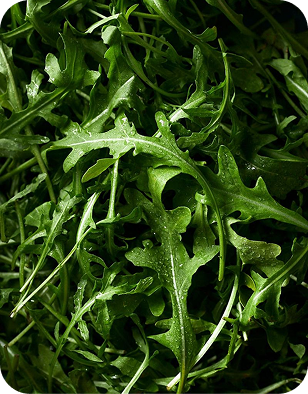 Arugula