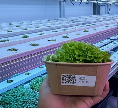 Hydroponic Farm Rows